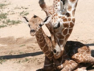 Чем жирафы похожи на кашалотов