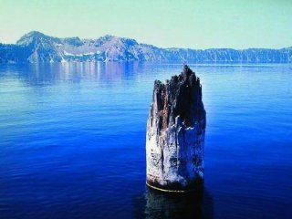 Удивительный пень плавает в орегонском озере уже 120 лет