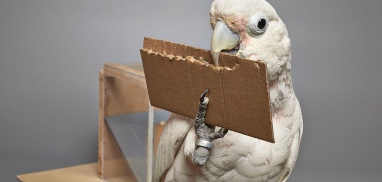Попугаи какаду умеют изготавливать орудия труда