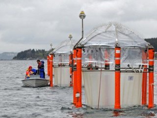 Повышение кислотности океана ударит по всем морским экосистемам