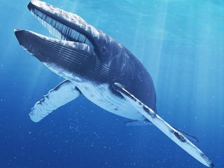 Почему синие киты такие большие