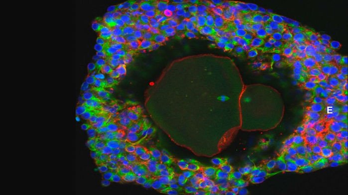 Ученые создали женские яйцеклетки в лаборатории