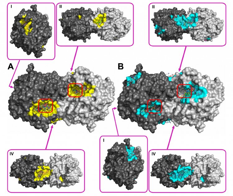 Изображение: Maslova, O.; Aslanli, A.; Stepanov, N.; Lyagin, I.; Efremenko, E. Catalytic Characteristics of New Antibacterials Based on Hexahistidine-Containing Organophosphorus Hydrolase. Catalysts 2017, 7, 271.