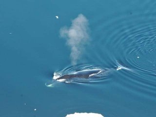 Джазовый репертуар гренландских китов постоянно обновляется