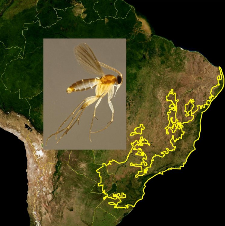 Ученые открыли в Бразилии 20 новых видов комаров рода Manota