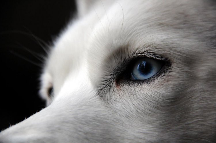 Американские ученые объяснили, почему у хаски голубые глаза