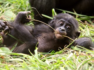 Фестиваль науки в Дарвиновском: говорящий череп бонобо, прогулка по пещере неандертальца и длинноносый полоз из Вьетнама