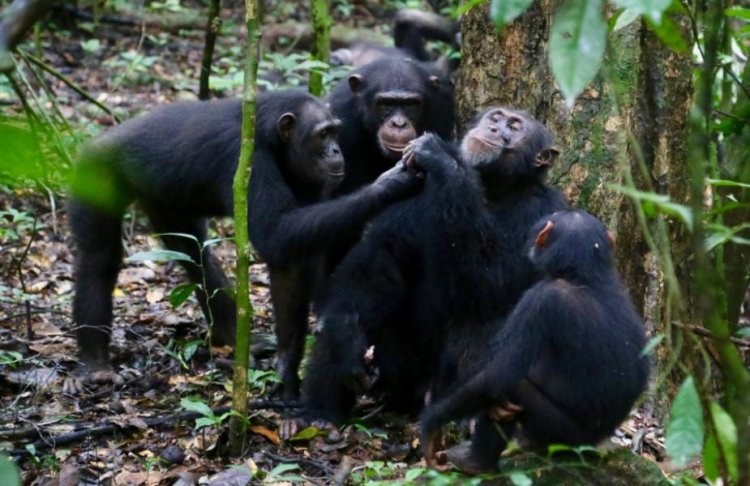 Дикие шимпанзе делятся едой со своими друзьями