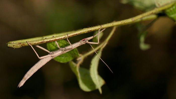 Несколько видов насекомых почти полностью исчезли из тропического леса в Пуэрто-Рико
