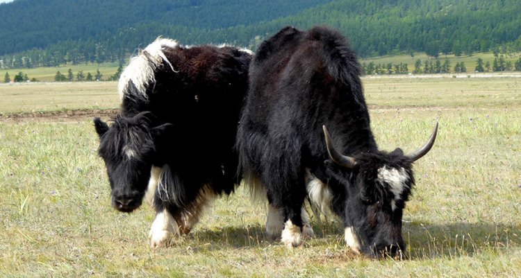 В Монголии пили молоко коров, яков и коз уже 3000 лет назад