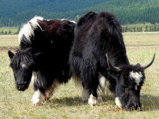 В Монголии пили молоко коров, яков и коз уже 3000 лет назад