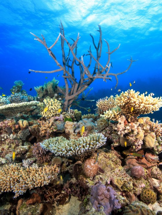 Улучшение качества воды не может надежно защитить Большой Барьерный риф