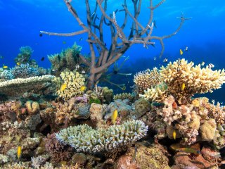 Улучшение качества воды не может надежно защитить Большой Барьерный риф