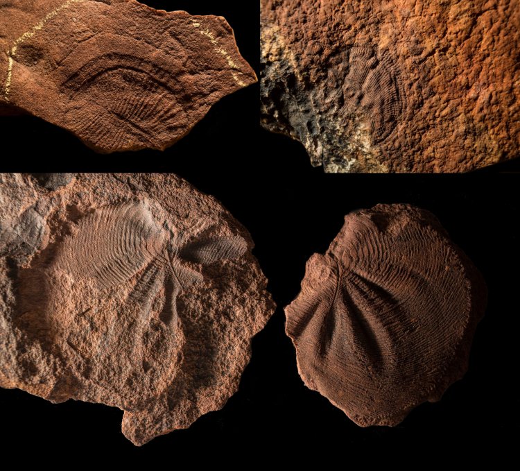 Дикинсонии из коллекций Музея Южной Австралии // Источник: Илья Бобровский