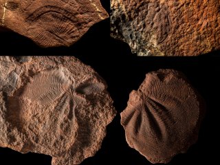 Звезда смерти помогла учёным понять, как мягкотелые предки человека окаменели на 550 миллионов лет