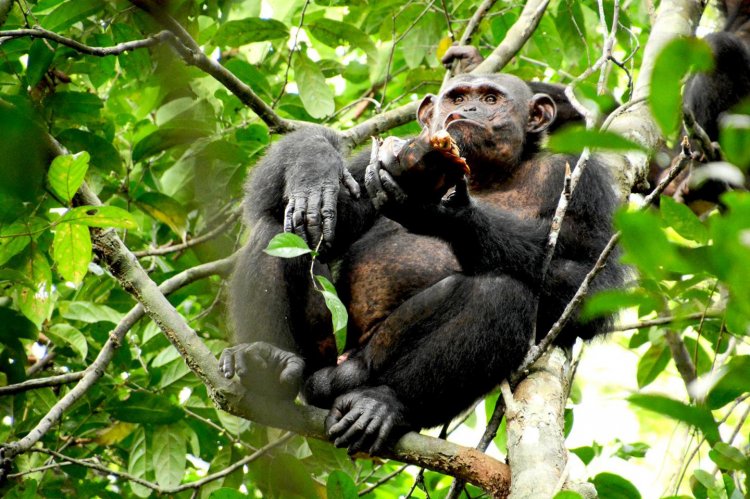 Дикие шимпанзе едят черепах