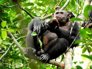 Дикие шимпанзе едят черепах