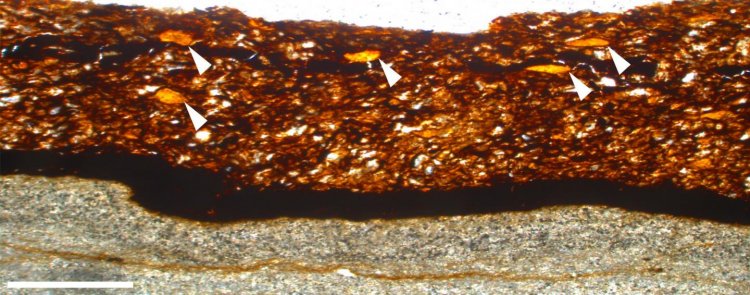 Ученые нашли старейшую растительную камедь