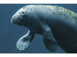 Песнь Морской Коровы