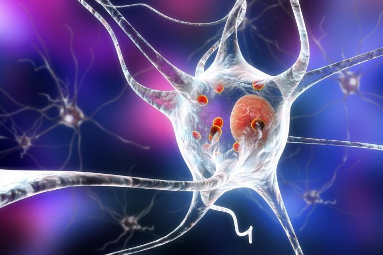 Выявлена функция «загадочного белка», который убивает клетки мозга людей с болезнью Паркинсона