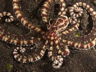 Индонезийский мимический осьминог пародирует медуз, морских змей и рыб