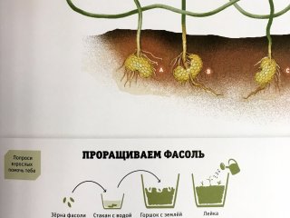 Интерактивная энциклопедия по биологии с…