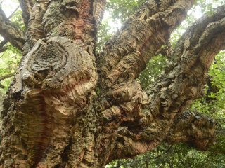 Знаменитой роще пробкового дуба в Никитском саду – 200 лет…