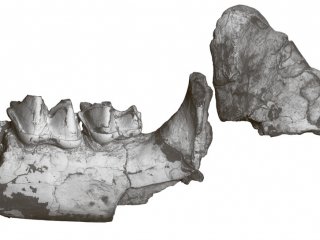 Фрагмент нижнечелюстной кости большого кожана Ia io из пещеры Лангчанг, Вьетнам