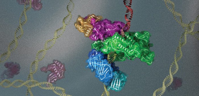 Биологи рассмотрели репликацию ДНК под микроскопом