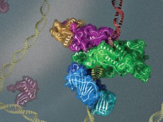 Биологи рассмотрели репликацию ДНК под микроскопом