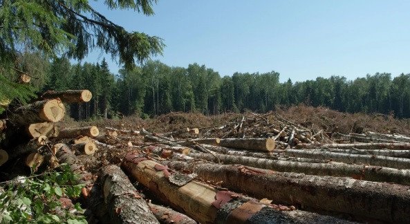 Ученые Пермского Политеха создали безопасный строительный материал из древесных отходов