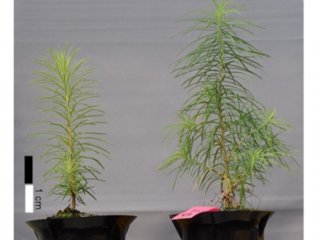 Пленки, превращающие УФ-излучение в видимый свет, ускоряют рост растений