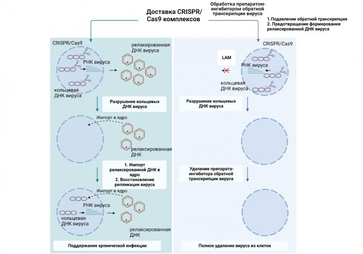 Схема работы системы CRISPR/Cas9 без ингибитора синтеза ДНК (слева) и с его использованием (справа). Источник: Kostyushev et al. / Molecular Therapy