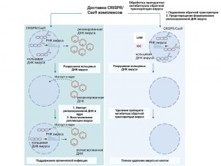 Схема работы системы CRISPR/Cas9 без ингибитора синтеза ДНК (слева) и с его использованием (справа). Источник: Kostyushev et al. / Molecular Therapy: Nucleic Acid, 2023