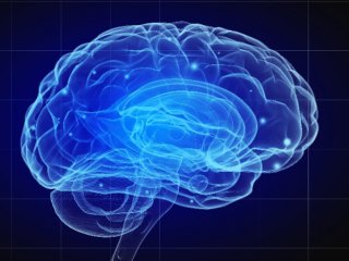Ведущие нейробиологи Европы угрожают бойкотировать проект изучения головного мозга человека