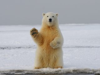 Белый медведь. Источник: https://www.ttelegraf.ru/news/pochemu-belye-medvedi-vyhodyat-k-lyudyam/