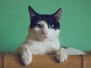 Кошка. Источник: Manja Vitolic / Фотобанк Unsplash