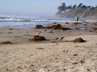 Береговые птицы добывают корм в зарослях водорослей на пляже в Калифорнии.