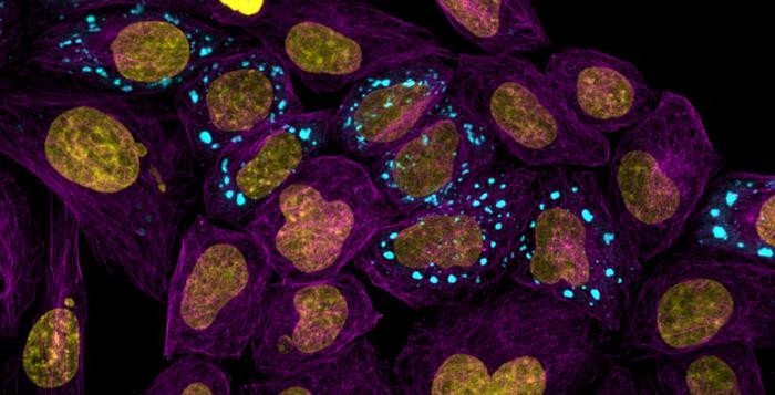 Новый атлас белков раскрывает внутреннюю работу клетки
