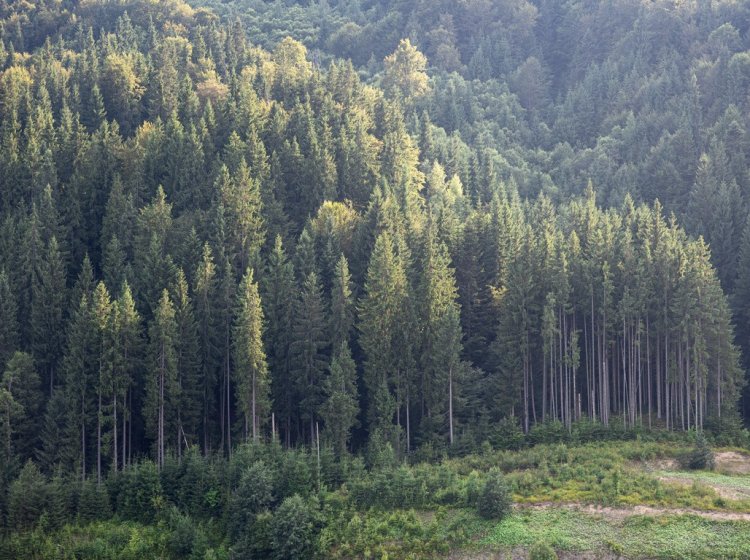 Фото: pvproductions / Freepik