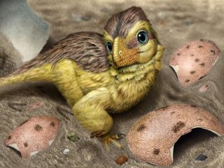 Художественная реконструкция только что вылупившегося динозавра, похожего на троодонтида, лежащего среди фрагментов своей яичной скорлупы. Фото: Eva Utsukiyouhei (宇津城遥平) / Stellenbosch University