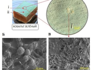 Разрушающий эффект.  Источник - ФИЦ Биотехнологии РАН
