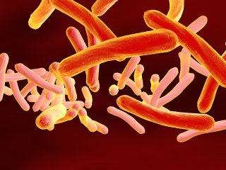 Фото: drmicrobe / 123RF
