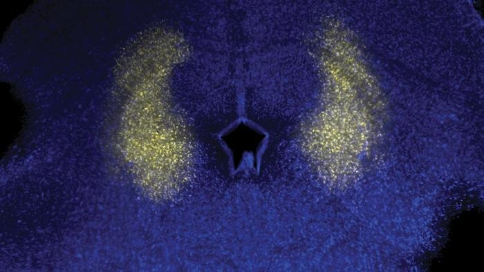 Доцент лаборатории Колд-Спринг-Харбор Аркаруп Банерджи и его коллеги обнаружили, что и песни, и обычные вокализации возникают в каудолатеральной периакведуктальной серой зоне (clPAG) среднего мозга, как показано на рисунке. Фото: Banerjee lab/CSHL