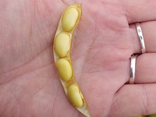 Четыре зерна сои в одном бобе — особо ценная форма. Фото: Е.В. Журавлева