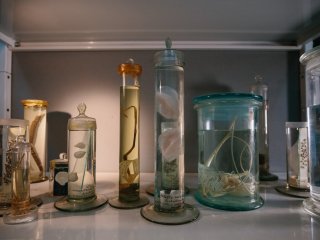 Обитатели океанских глубин. Фото: Ольга Мерзлякова / «Научная Россия»