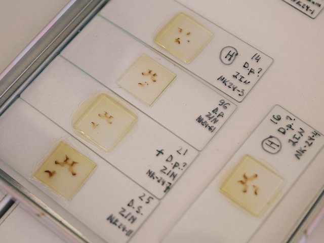 Сравнение строения генитальных аппаратов шелкопрядов. Фото Анастасии Тамаровской / ФИЦ КНЦ СО РАН