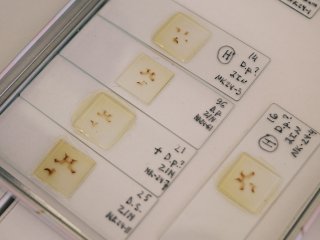 Сравнение строения генитальных аппаратов шелкопрядов. Фото Анастасии Тамаровской / ФИЦ КНЦ СО РАН