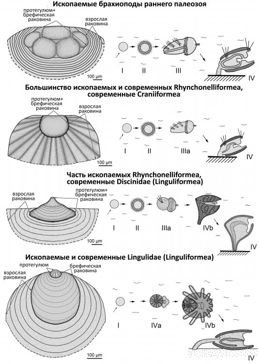 Микроскульптура раковин брахиопод отражает особенности их жизненного цикла.