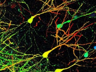 Наблюдение синаптической передачи в мозге живого существа